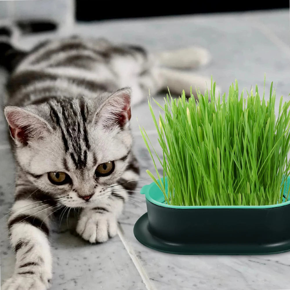 Cat Sprout Dish Growing Pot