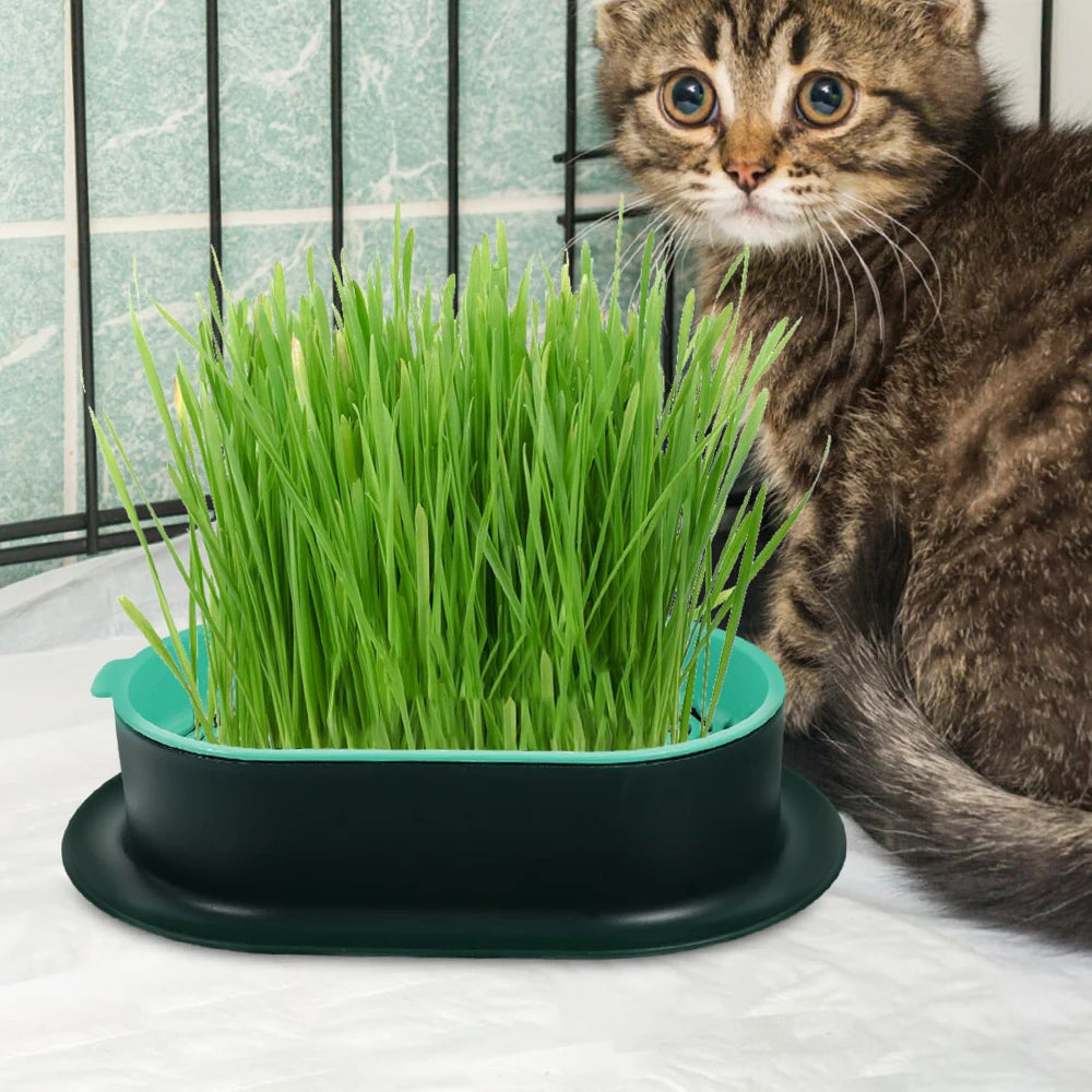 Cat Sprout Dish Growing Pot