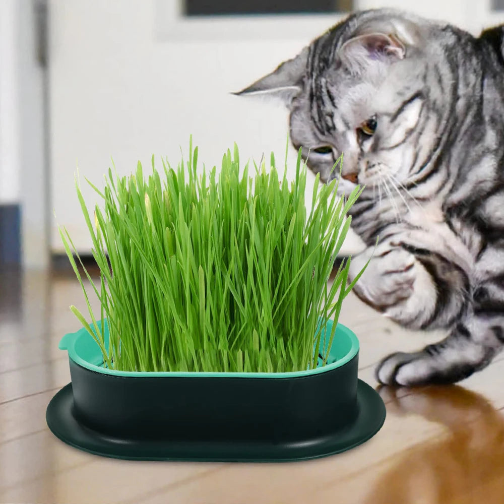 Cat Sprout Dish Growing Pot